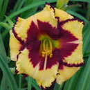 Spacecoast Dragon's Pride Daylily